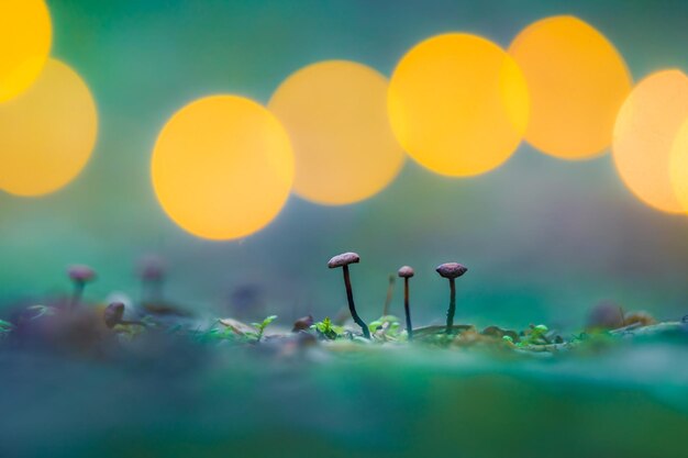 Hermosos hongos pequeños que crecen en el suelo del bosque durante la primavera