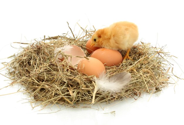 Hermosos huevos de gallina y cáscara de huevo en nido aislado en el blanco