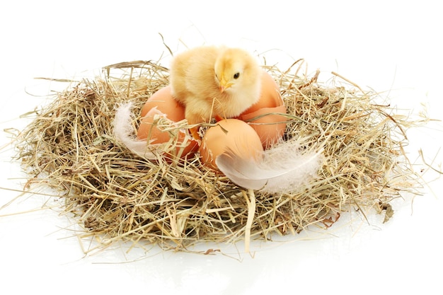 Hermosos huevos de gallina y cáscara de huevo en nido aislado en el blanco