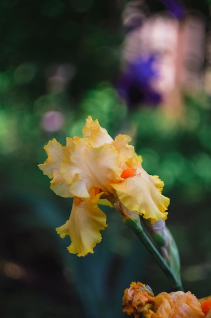 Hermosos iris amarillos y anaranjados florecen en un lecho de flores