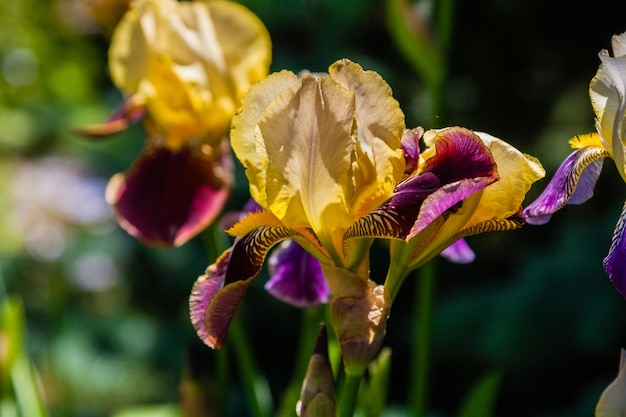 Hermosos iris amarillos bajo la luz del sol