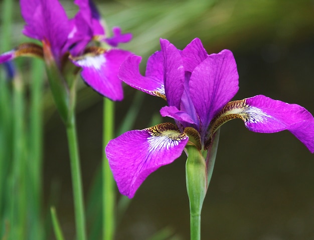 Hermosos iris brillantes en el jardín de verano