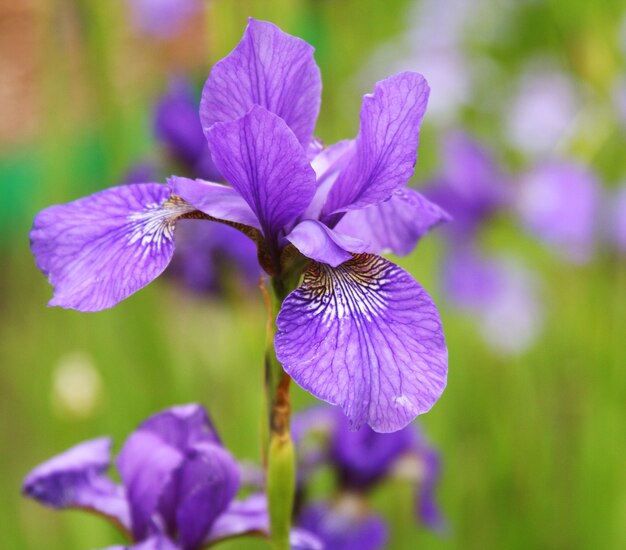 Hermosos iris brillantes en el jardín de verano