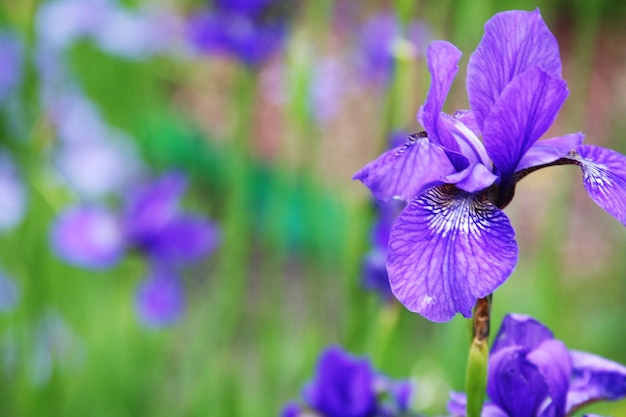 Hermosos iris brillantes