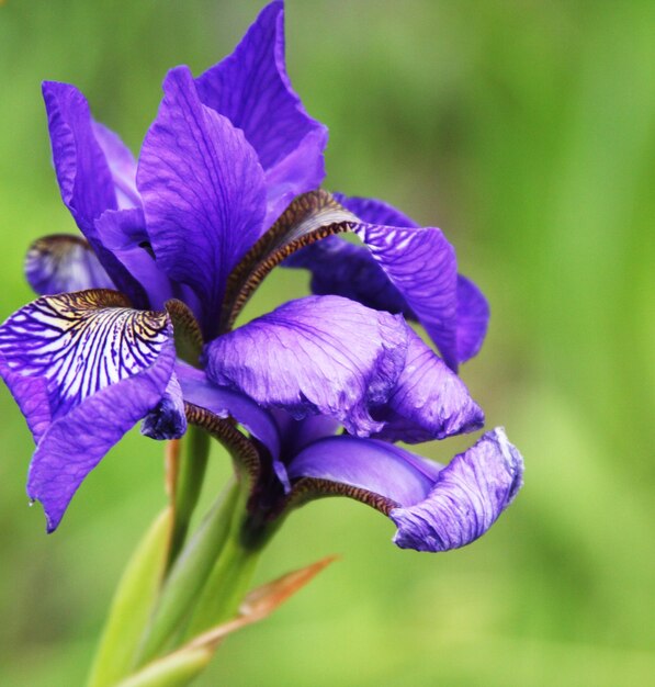 Hermosos iris brillantes