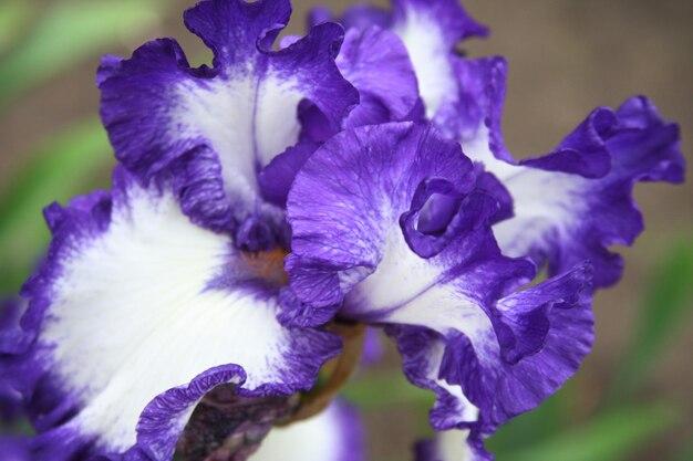 Hermosos iris brillantes