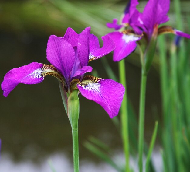 Hermosos iris brillantes