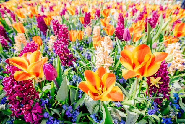 Hermosos jacintos multicolores. Holanda. Parque de flores Keukenhof.