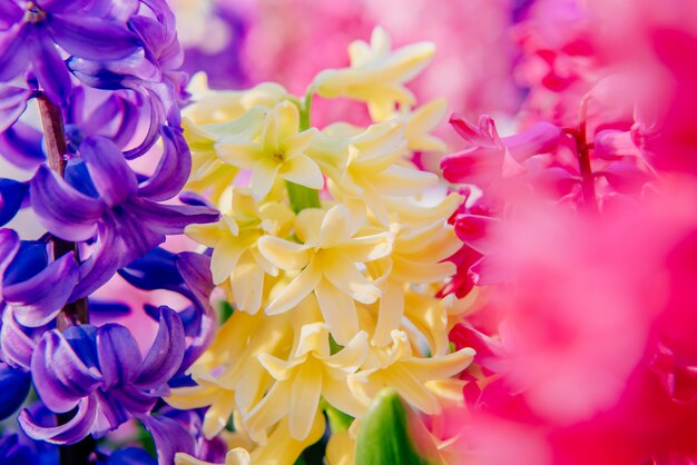 Hermosos jacintos multicolores. Holanda. Parque de flores Keukenhof.