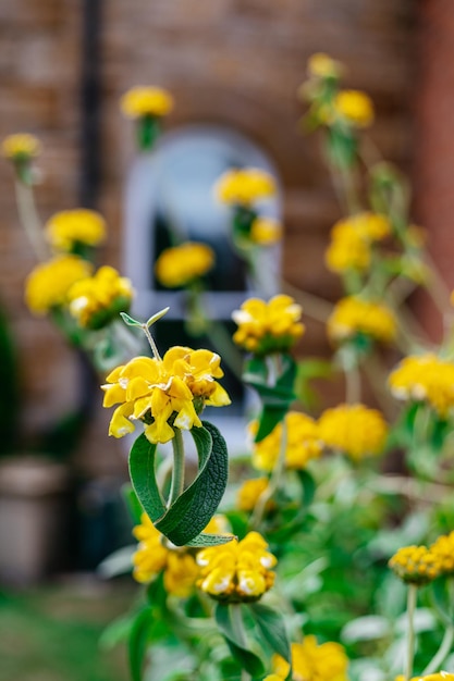 Foto hermosos jardines británicos elementos de jardín en el reino unido