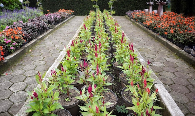 Hermosos jardines de flores y viveros de campo con celosia spicata en el medio y varias otras plantas de flores