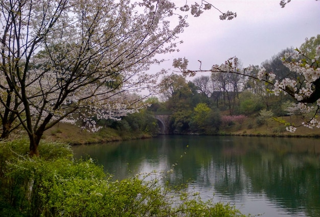 Hermosos jardines tropicales verdes al aire libre con plantas ecológicas rodeadas de naturaleza en Asia