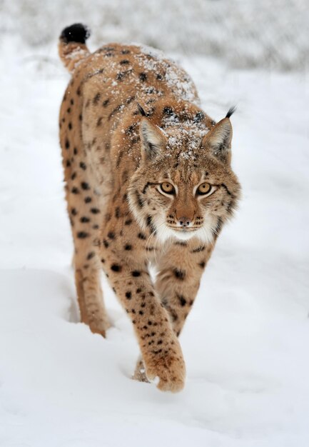 Foto hermosos linces salvajes en invierno