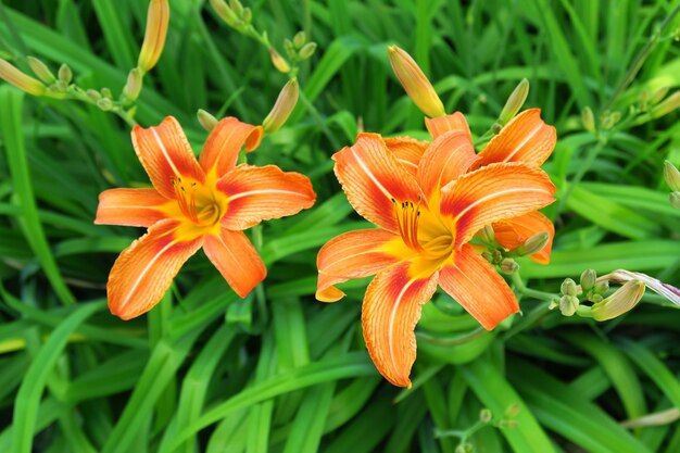 hermosos lirios naranjas que crecen en el jardín