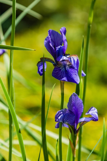 Hermosos lirios violetas bajo la luz del sol