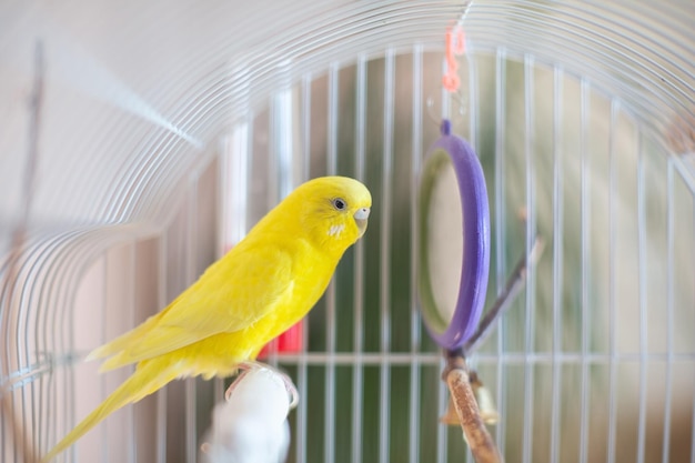 Hermosos loros de colores en una jaula en casa Linda mascota Enfoque selectivo