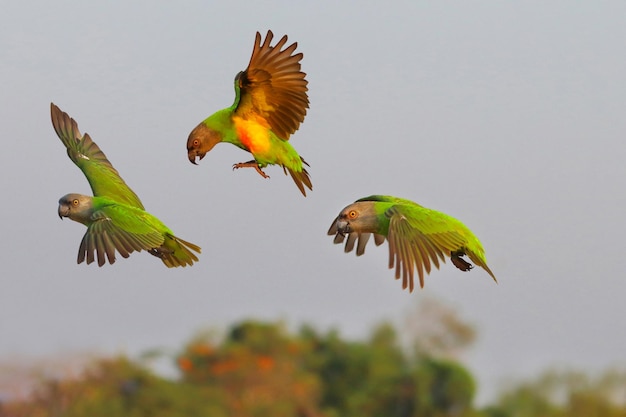 Foto hermosos loros senegaleses volando en el bosque pájaro volador libre