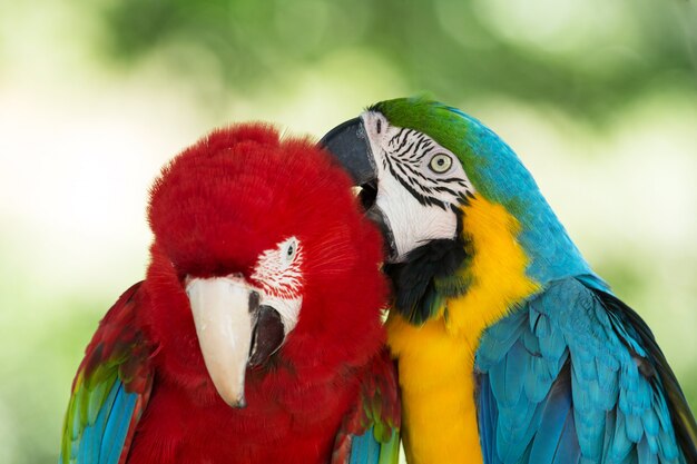 Hermosos loros