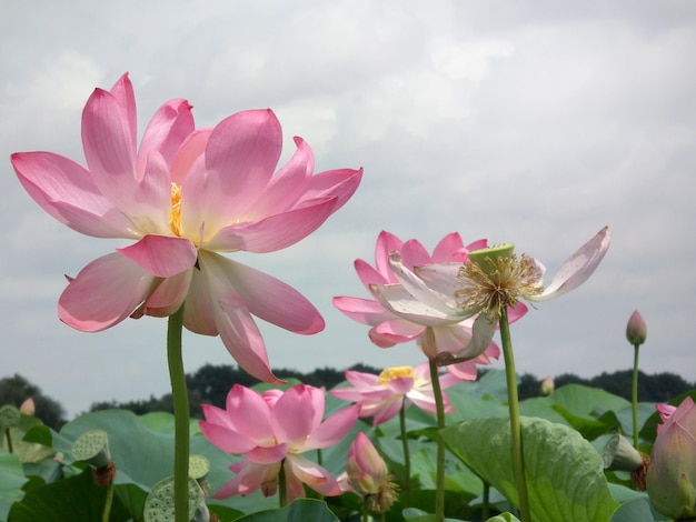 Hermosos lotos rosados crecen en el lago Grandes lotos asiáticos Nelumbo nucifera