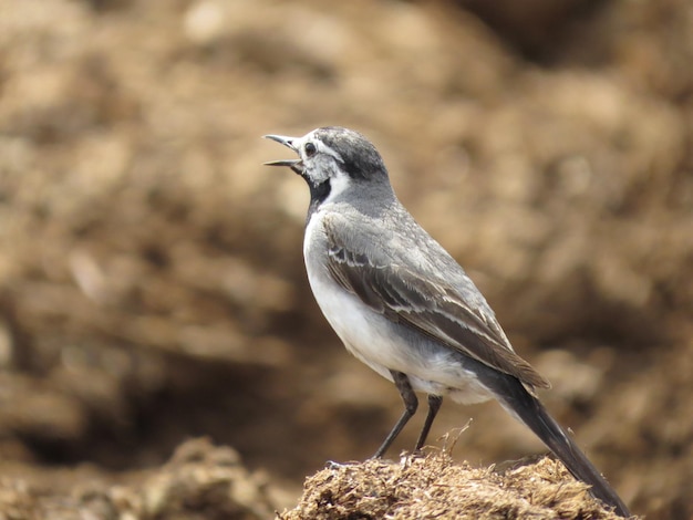 Hermosos lugares en la naturaleza y aves.