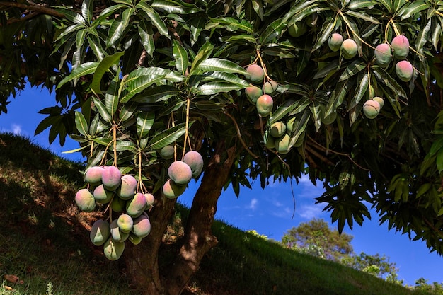 Foto hermosos mangos colgando de las ramas de los árboles de mango con un cielo azul en el fondo