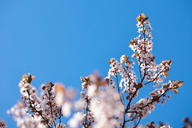 Hermosos manzanos rosados que florecen en primavera se acercan a un fondo de cielo azul claro