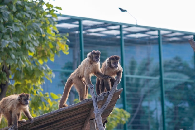 hermosos monos esponjosos juegan en su patio de recreo en el zoológico