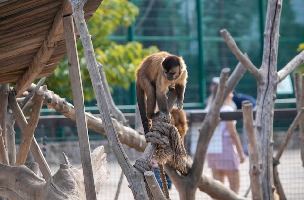 hermosos monos esponjosos juegan en su patio de recreo en el zoológico