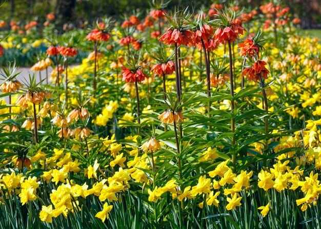 Hermosos narcisos amarillos y flores rojas en el parque de la primavera