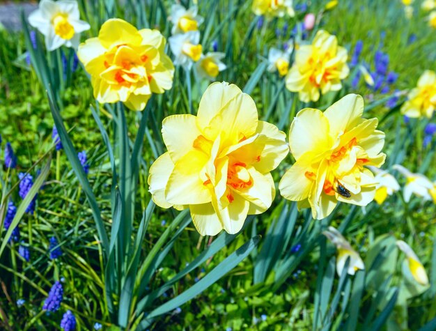 Hermosos narcisos amarillos en primavera (primer plano)