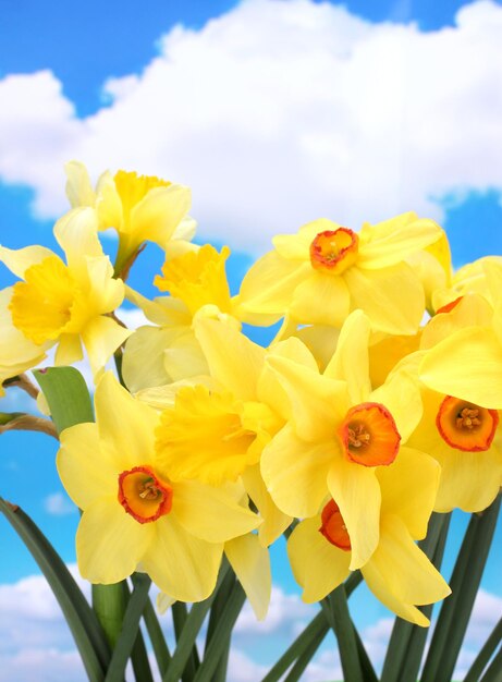 Hermosos narcisos amarillos sobre fondo de cielo azul