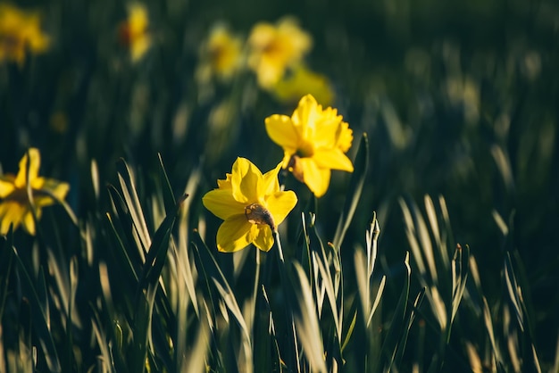 Hermosos narcisos amarillos