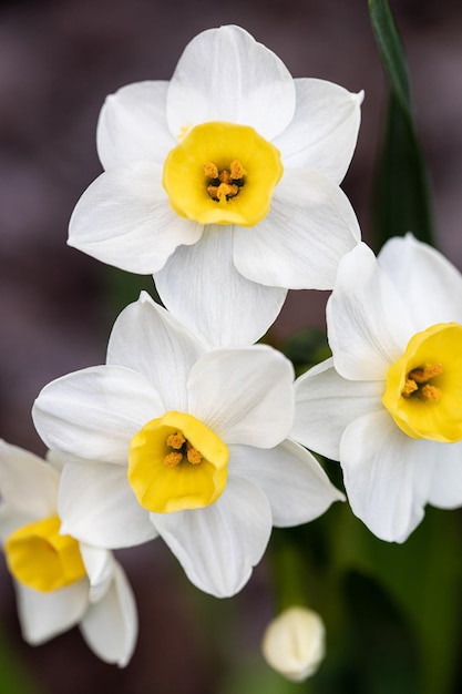 Hermosos narcisos blancos en un jardín de primavera Flores de narcisos en flor de primavera Enfoque selectivo