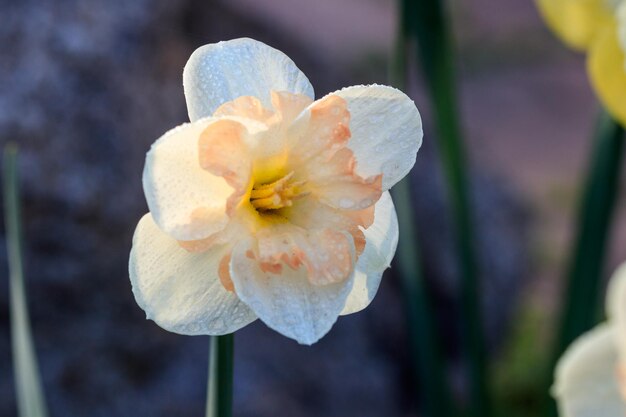 Hermosos narcisos coronados de verano SplitCorona