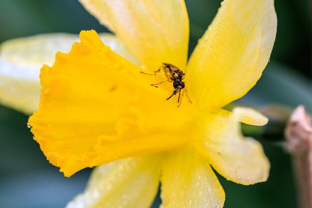 Hermosos narcisos Cyclamineus de verano