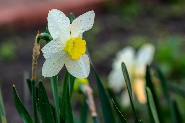 Hermosos narcisos Poeticus de verano