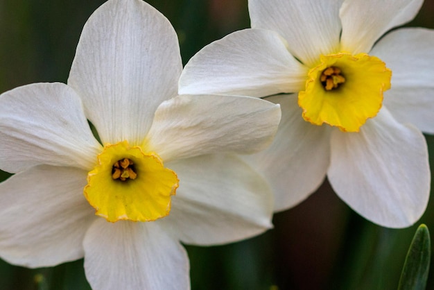 Hermosos narcisos Poeticus de verano