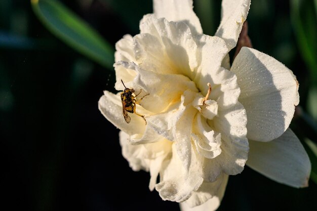 Hermosos narcisos terry de verano con abeja