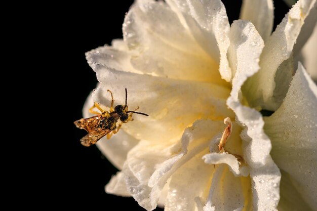 Hermosos narcisos terry de verano con abeja