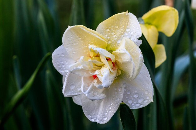 Hermosos narcisos de terry de verano