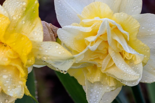 Hermosos narcisos de terry de verano