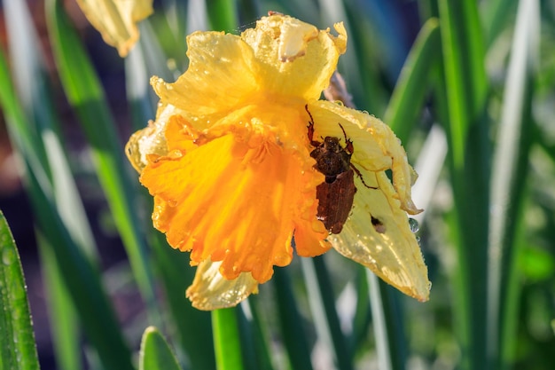 Hermosos narcisos de trompeta de verano con un escarabajo de Colorado