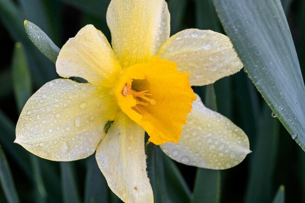 Hermosos narcisos de trompeta de verano