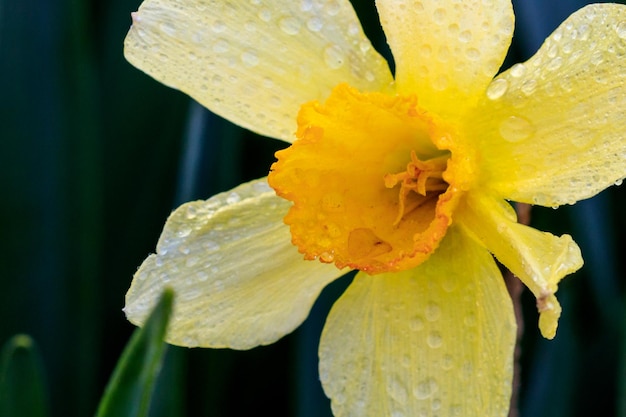 Hermosos narcisos de trompeta de verano