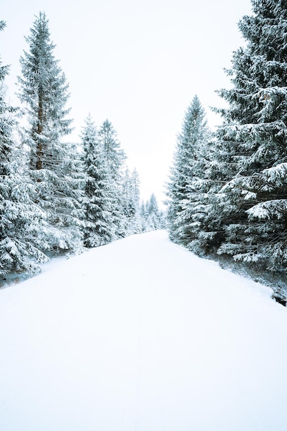 Hermosos paisajes de un bosque con muchos abetos cubiertos de nieve en un frío día de invierno