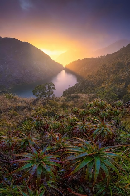 Hermosos paisajes bosque río en los bosques