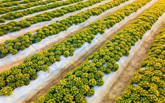 Foto hermosos paisajes campo de fresas y granja