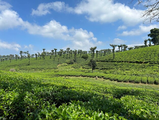 Hermosos paisajes montañosos con el cielo azul y las nubes de la finca de té