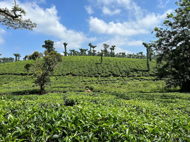 Foto hermosos paisajes montañosos con el cielo azul y las nubes de la finca de té