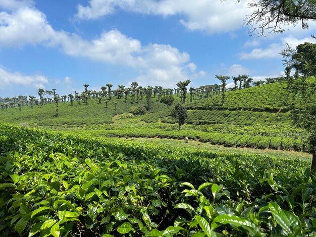 Foto hermosos paisajes montañosos con el cielo azul y las nubes de la finca de té